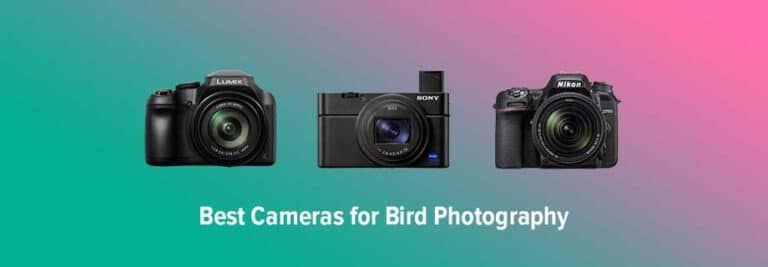 Best Birding Cameras